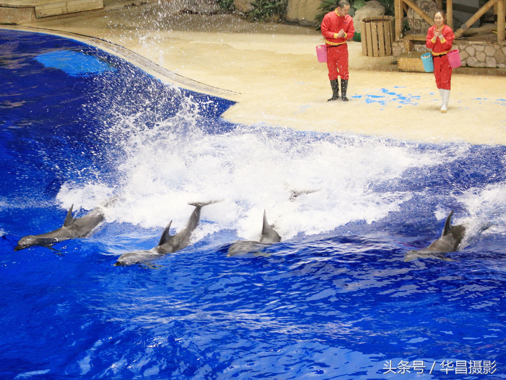 北京海洋馆海豚,北京海洋馆海豚表演时间表