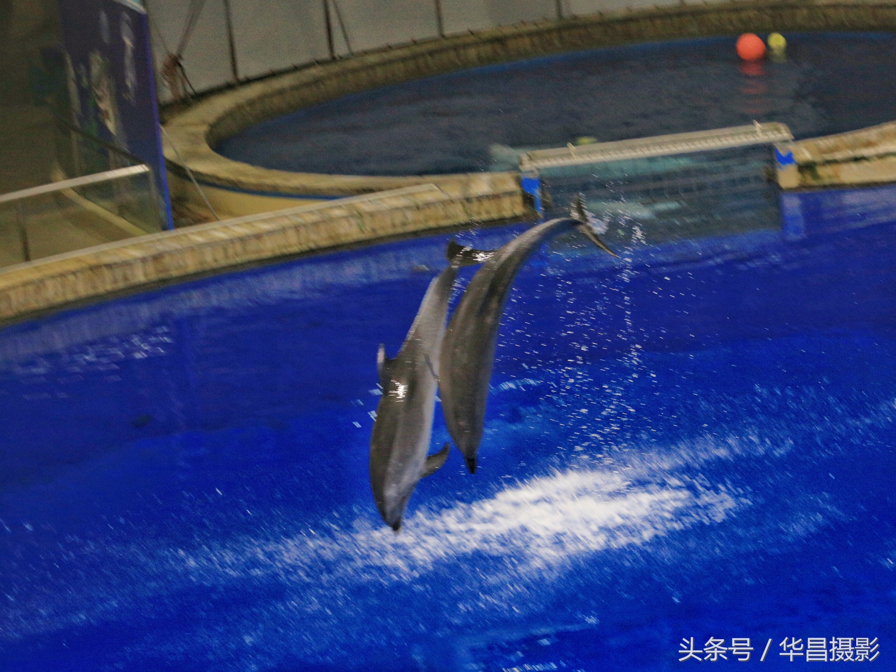 北京海洋馆海豚,北京海洋馆海豚表演时间表