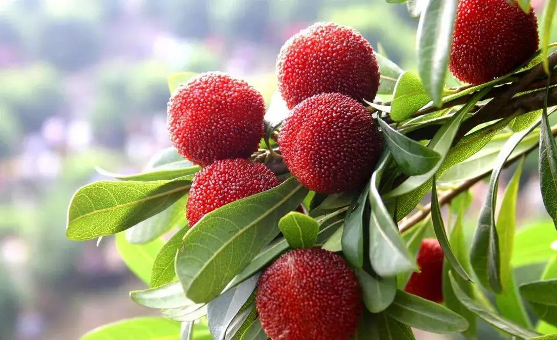 浙江采摘瓜果亲子游方案,金华采摘游最强攻略