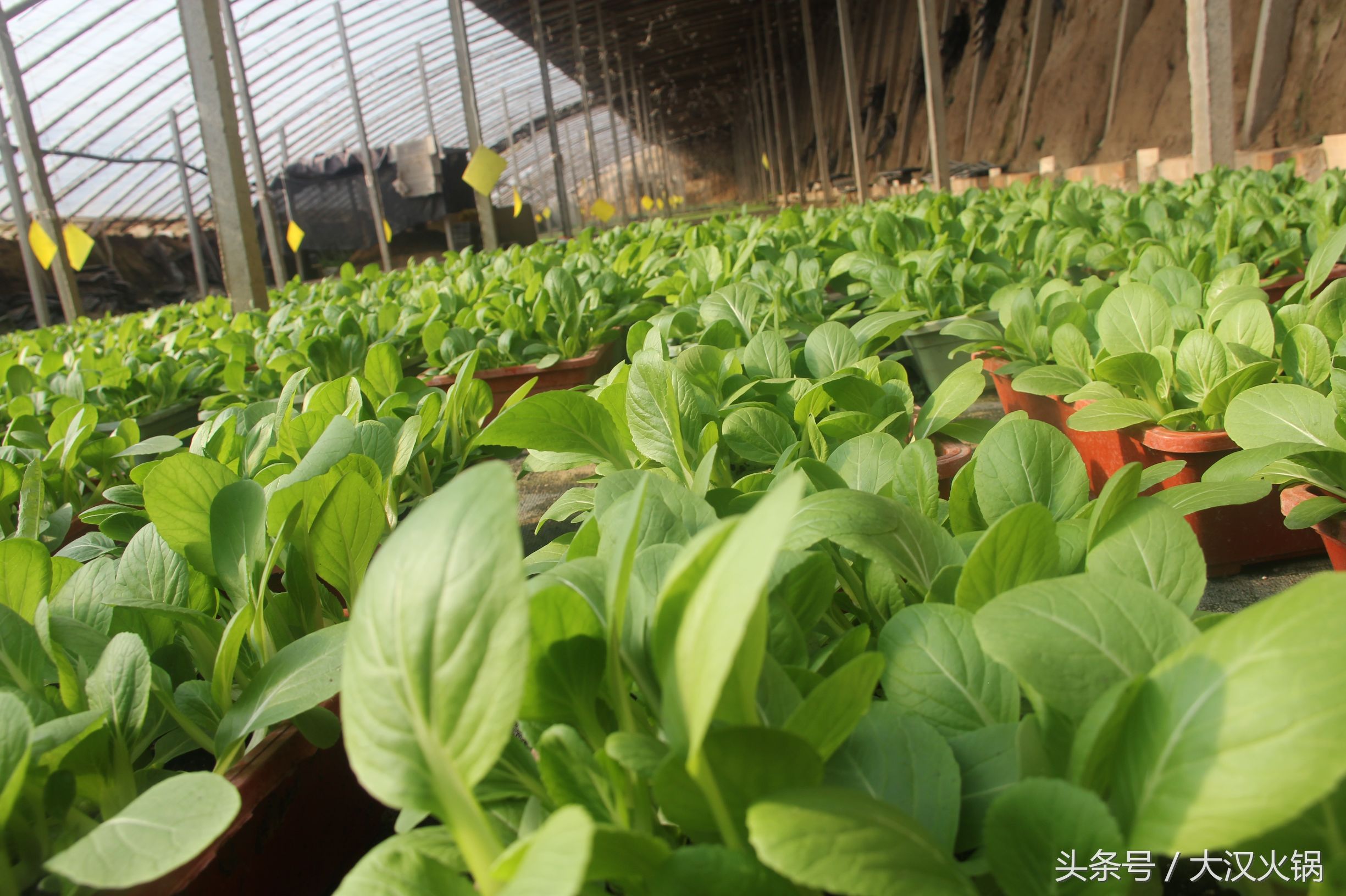 他在濮阳建了个34000平米的火锅基地，就为卖一份人均50元的火锅