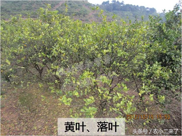 采果后使用什么肥,果园施有机肥正确方法