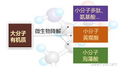 采果后使用什么肥,果园施有机肥正确方法