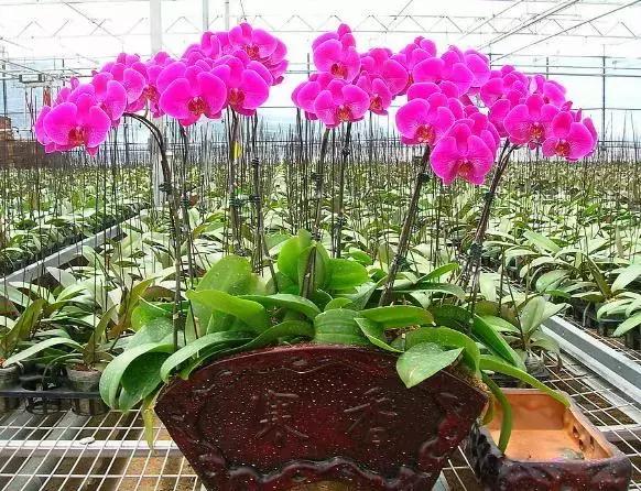 蝴蝶兰价格是多少,今年的蝴蝶兰的价格是多少