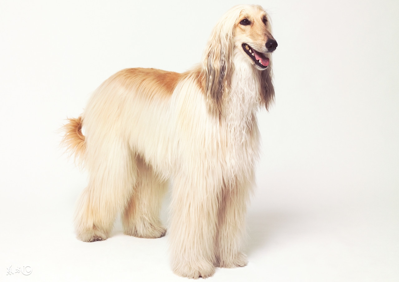 十大最名贵的犬种,世界上十大最名贵的犬种附图