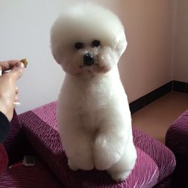 萌萌犬系列,像雪纳瑞的小型犬还有哪些