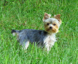 萌萌犬系列,像雪纳瑞的小型犬还有哪些