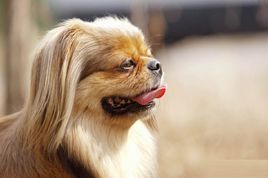 萌萌犬系列,像雪纳瑞的小型犬还有哪些