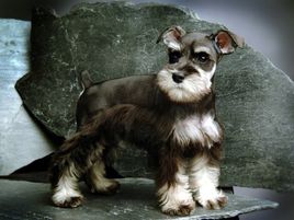 萌萌犬系列,像雪纳瑞的小型犬还有哪些