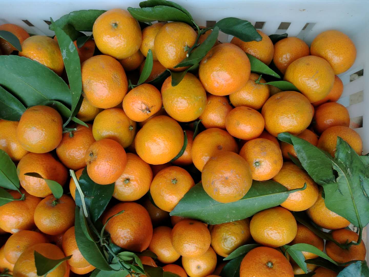 农村电商扶贫的路子,贫困农村电商扶贫