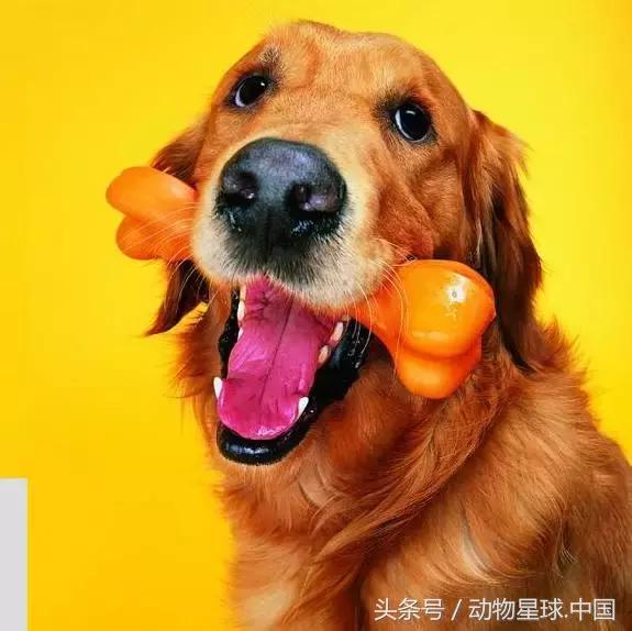 锋哥的初心,锋哥的初心宠物