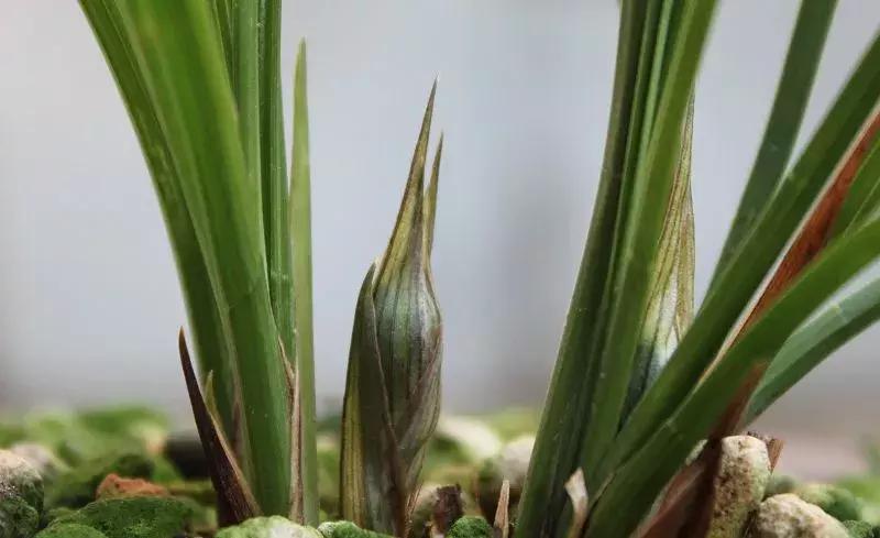 为什么兰花花苞会消苞呢,兰花春化中花苞停止生长