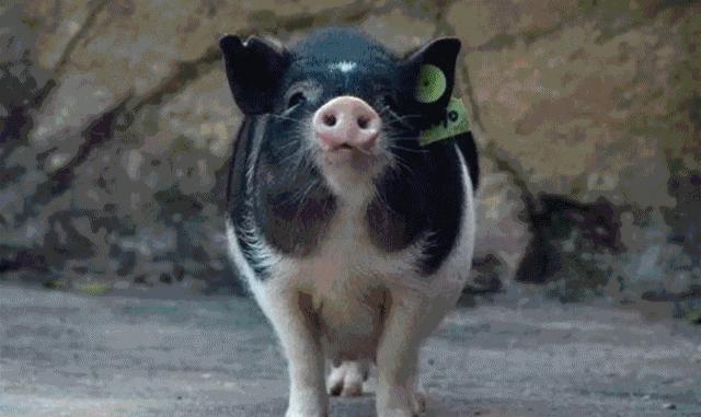 深圳攻略一日游必去景点,深圳一日游景点攻略最全