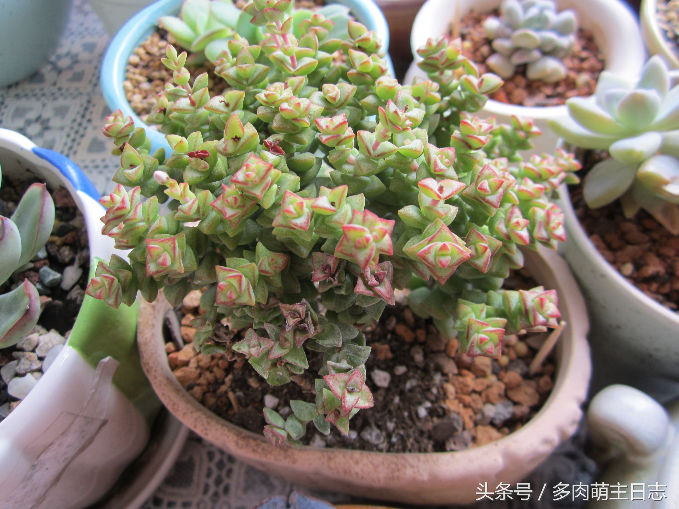 挽救濒临死亡的多肉,如何挽救一株快死的多肉