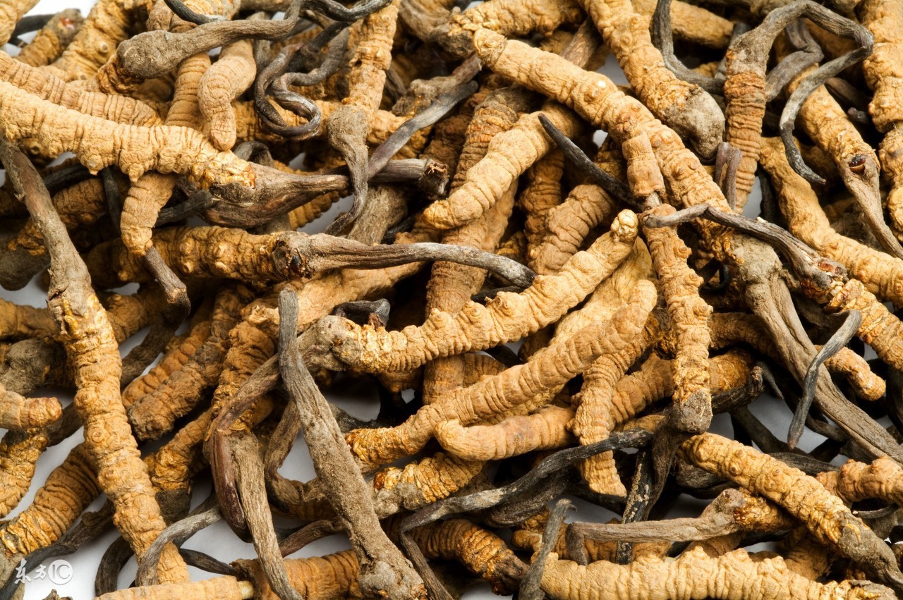 冬虫夏草治百病,冬虫夏草到底是智商税还是真补品