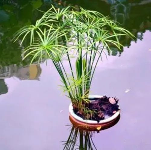 哪些植物好养一天只需要浇水,什么植物好养一个星期浇一次水