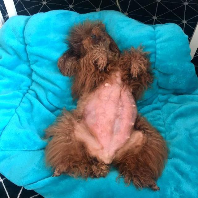 泰迪外出回来咬自己脚毛,一回家泰迪激动的咬手