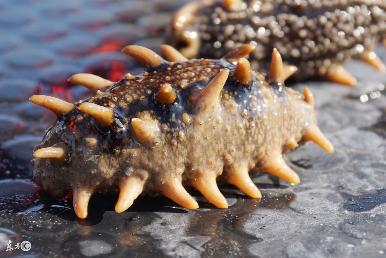 每天吃一根海参,海参每天吃一只还是半只