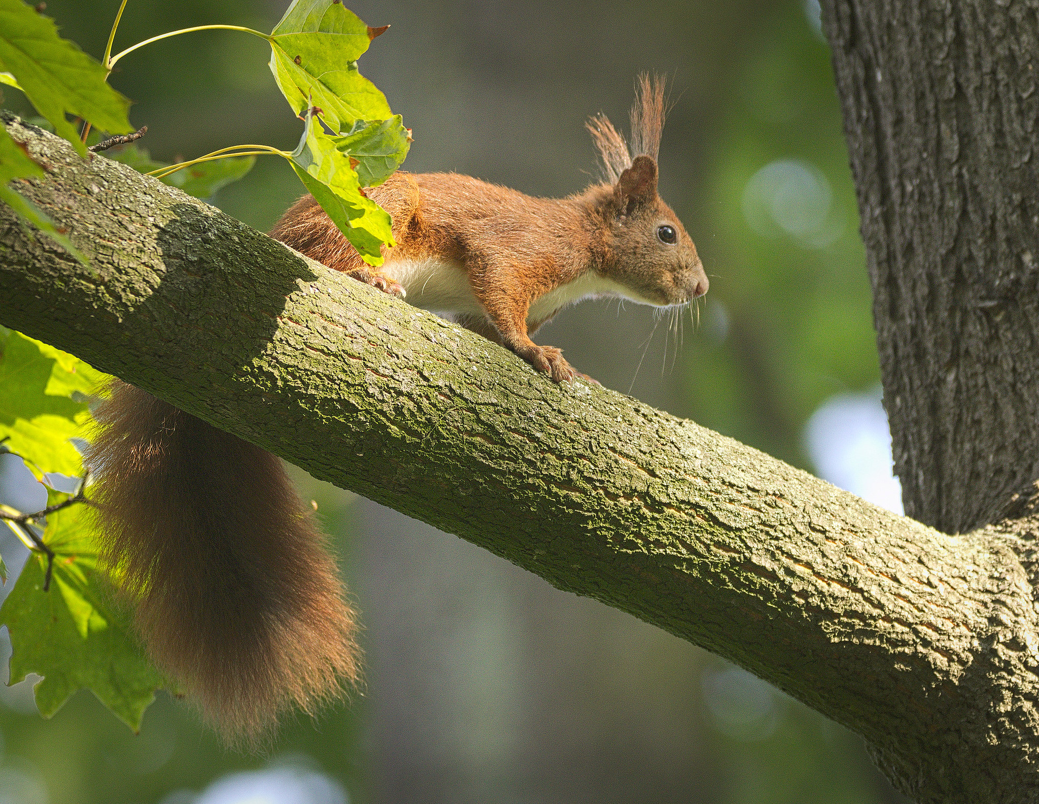 为什么家里养的松鼠总爱啃家具？应该怎么办？