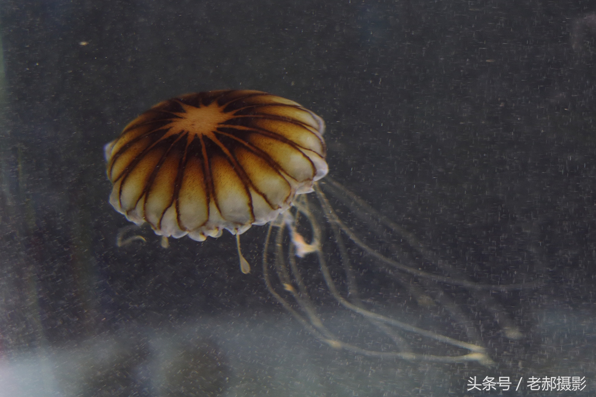 五彩斑斓的蝌蚪长什么样,不同颜色的蝌蚪