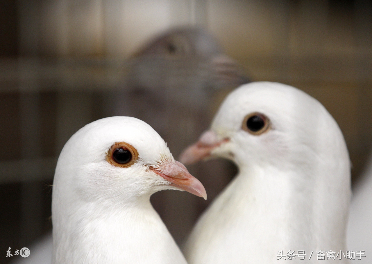 如何判断鸽子是嗉囊炎还是气囊炎,鸽子气囊炎最简单有效的药