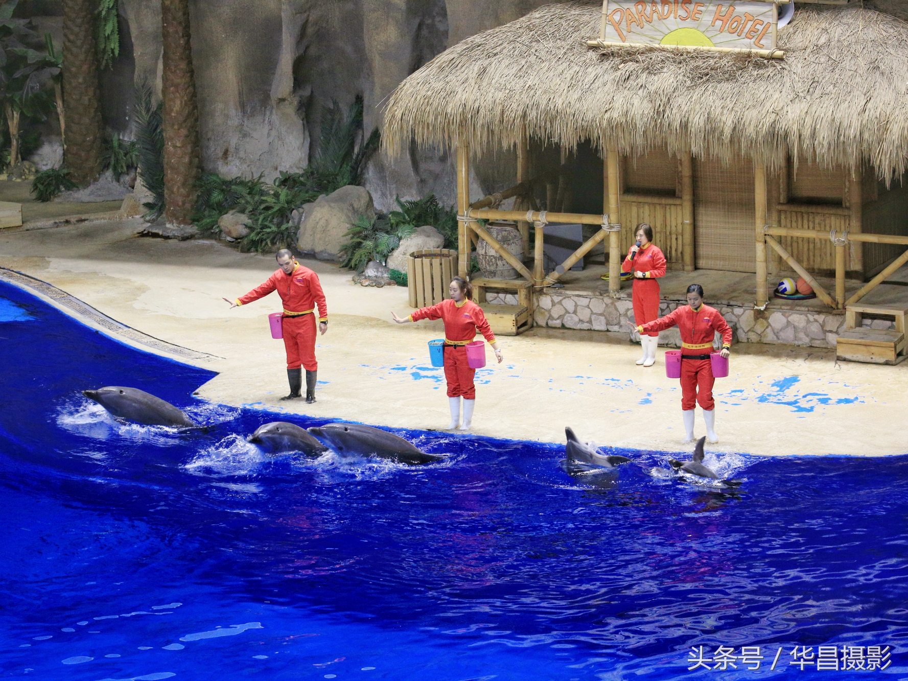 北京海洋馆海豚,北京海洋馆海豚表演时间表