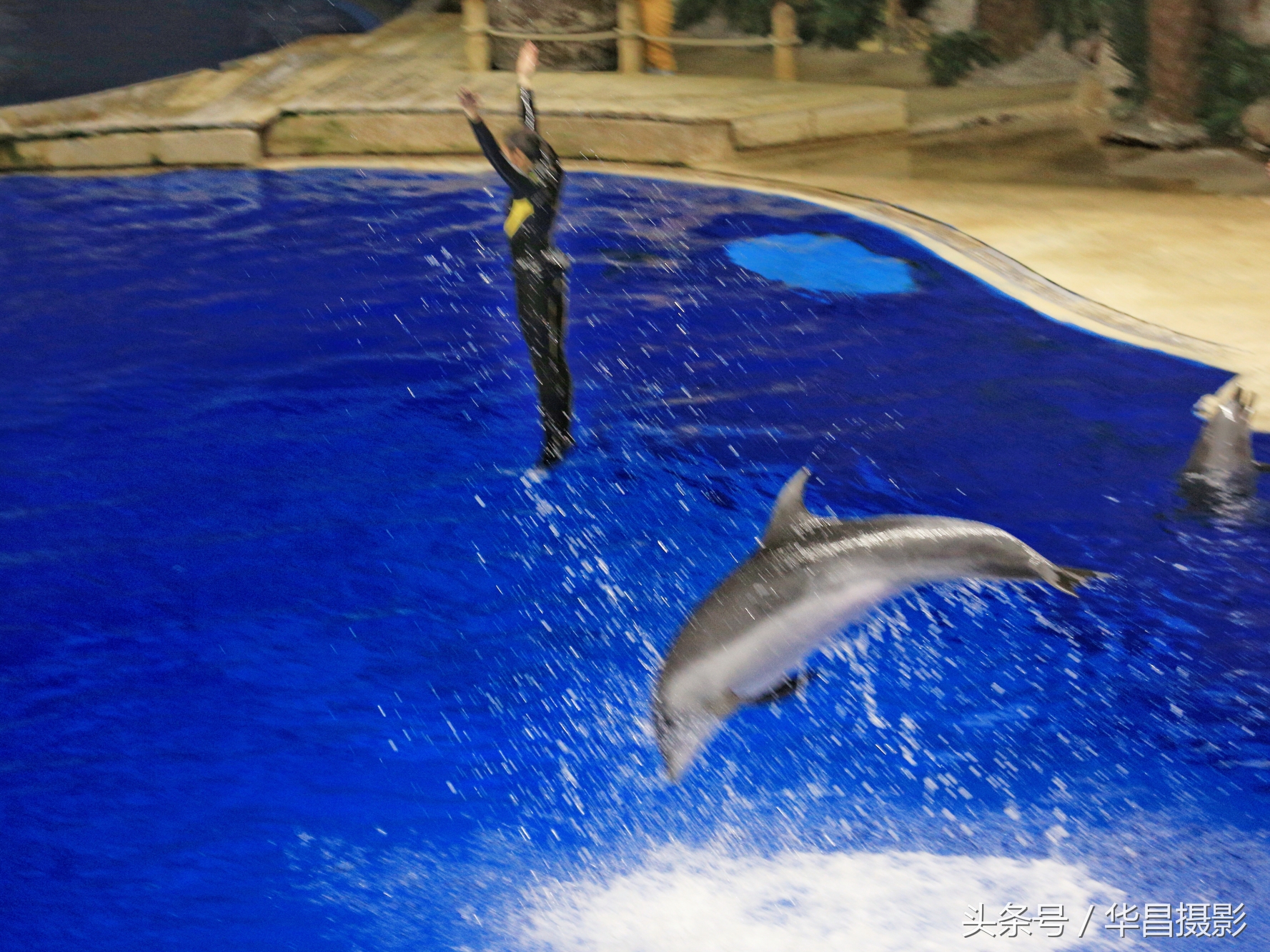 北京海洋馆海豚,北京海洋馆海豚表演时间表