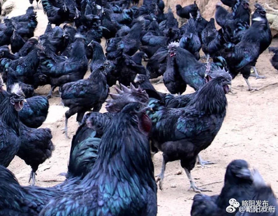 略阳县电商扶贫,略阳电商新天地