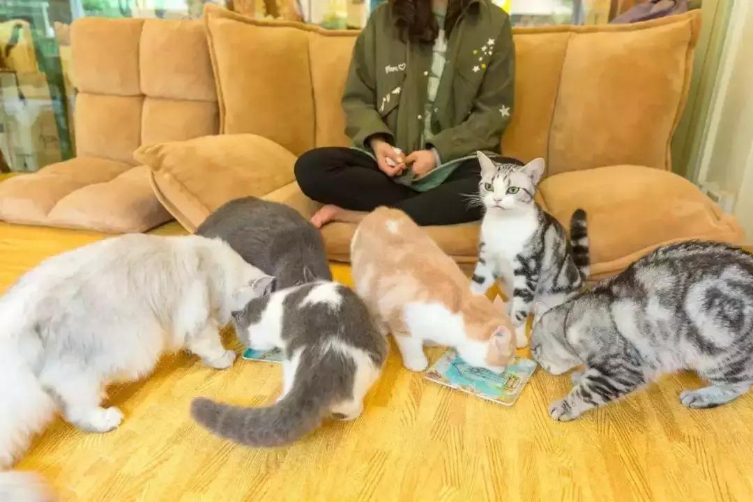 你今天养猫了吗,吸猫是怎么回事