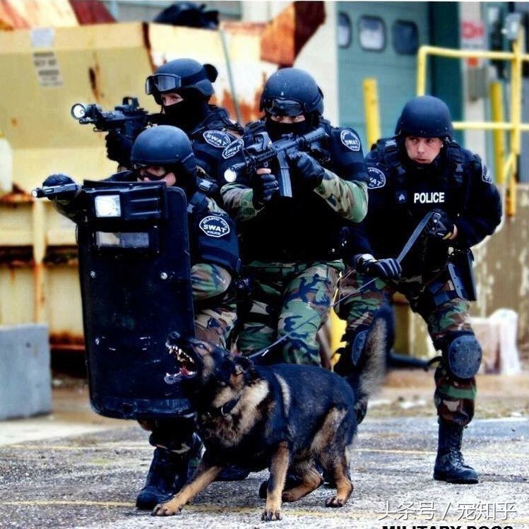 犬界精英——马犬,警察叔叔最爱它