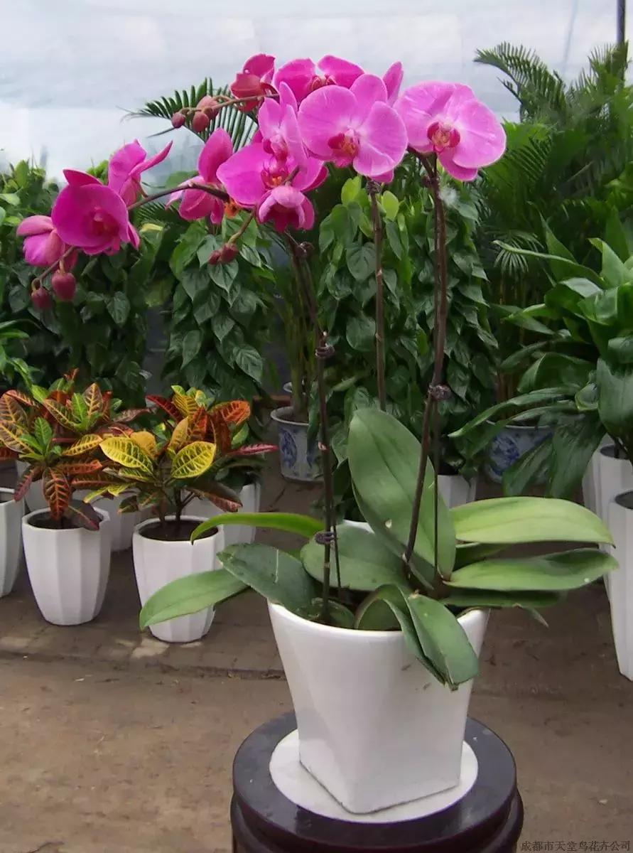 蝴蝶兰价格是多少,今年的蝴蝶兰的价格是多少