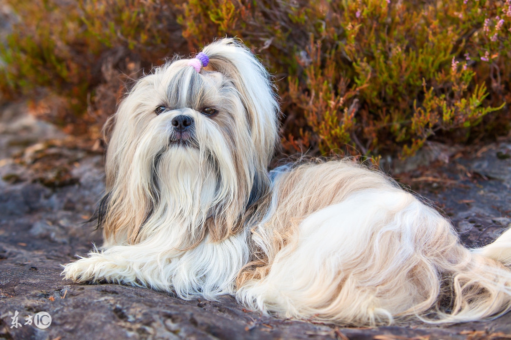 十大最名贵的犬种,世界上十大最名贵的犬种附图