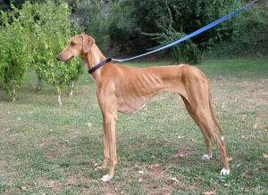 十大最名贵的犬种,世界上十大最名贵的犬种附图