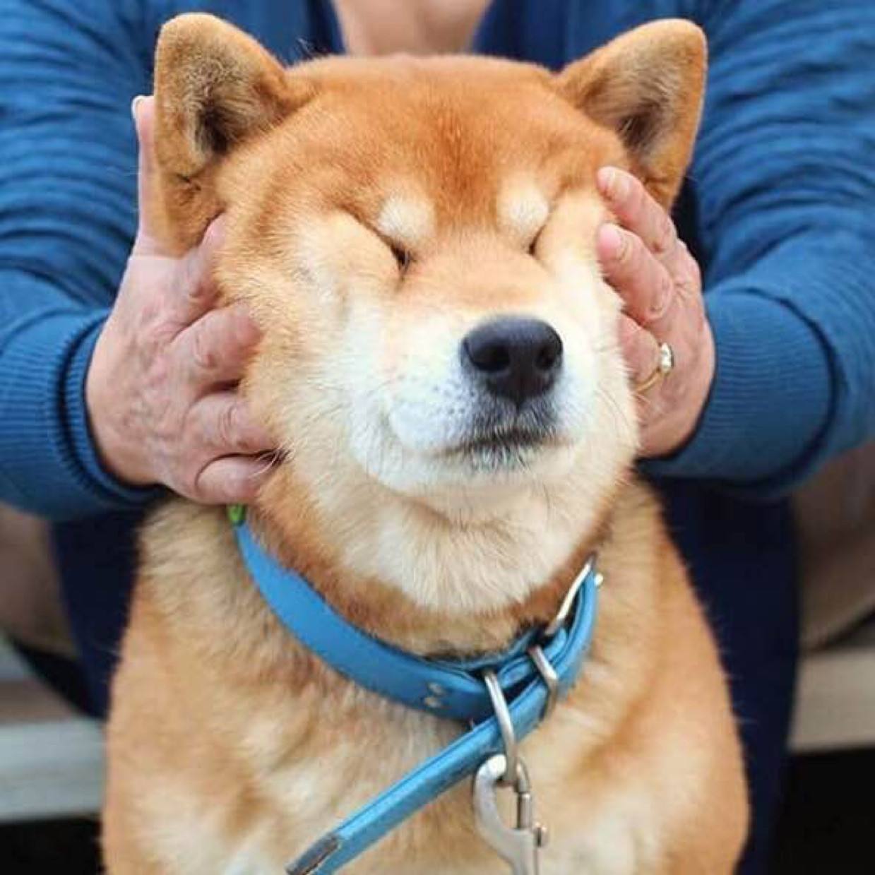 十大最名贵的犬种,世界上十大最名贵的犬种附图