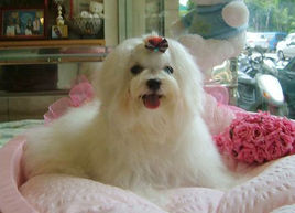 萌萌犬系列,像雪纳瑞的小型犬还有哪些