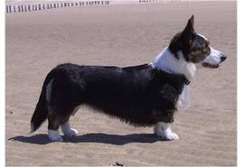 萌萌犬系列,像雪纳瑞的小型犬还有哪些