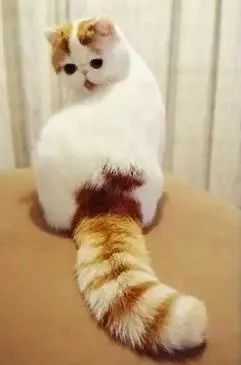 2017猫咪界全球最美面孔颁布了，第四张犹如猫界仙女下凡