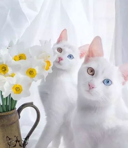 2017猫咪界全球最美面孔颁布了，第四张犹如猫界仙女下凡