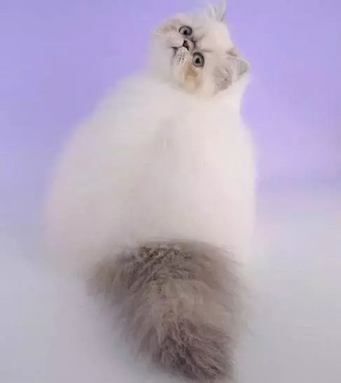 2017猫咪界全球最美面孔颁布了，第四张犹如猫界仙女下凡