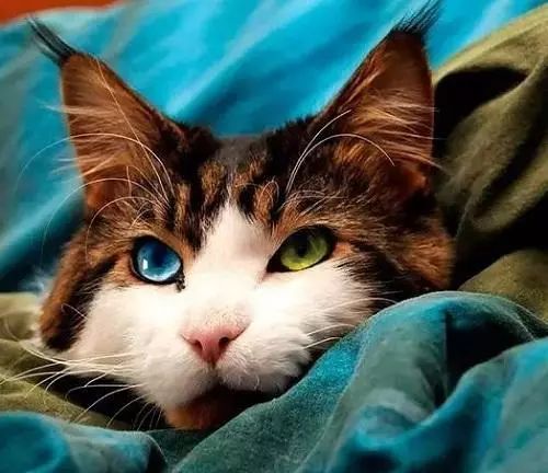 2017猫咪界全球最美面孔颁布了，第四张犹如猫界仙女下凡