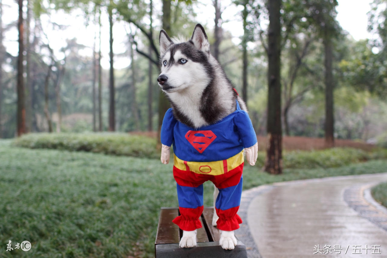 西伯利亚雪橇犬跟哈士奇的区别,哈士奇西伯利亚雪橇犬简称二哈