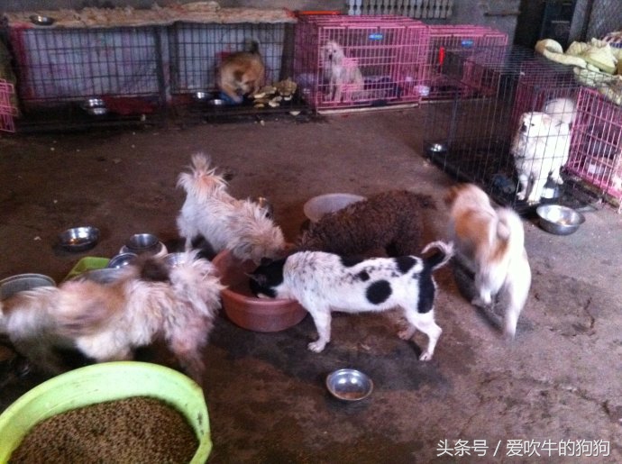 狗狗冠状加细小能治好吗,幼犬狗狗得冠状病治愈率高吗