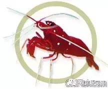 自己繁殖海水观赏虾,海水观赏虾最耐高温
