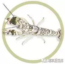 自己繁殖海水观赏虾,海水观赏虾最耐高温