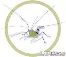 自己繁殖海水观赏虾,海水观赏虾最耐高温