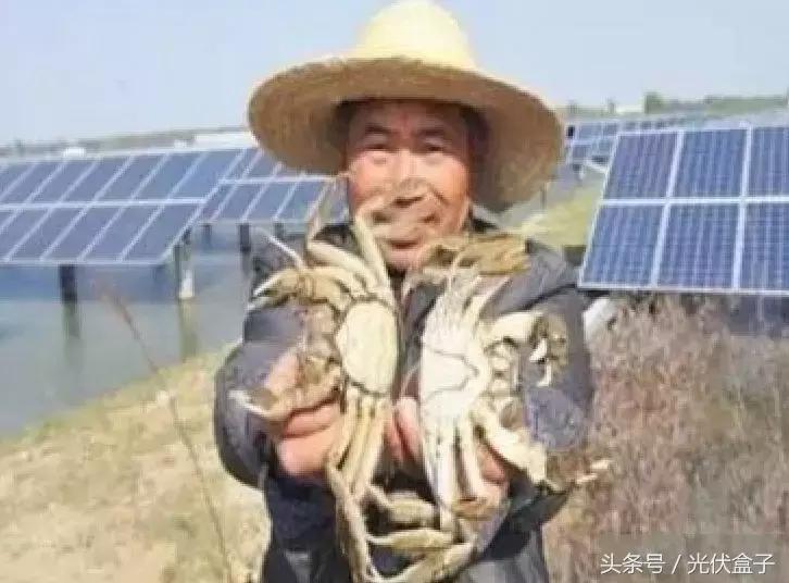 光伏农业基础知识,光伏农业项目经典案例