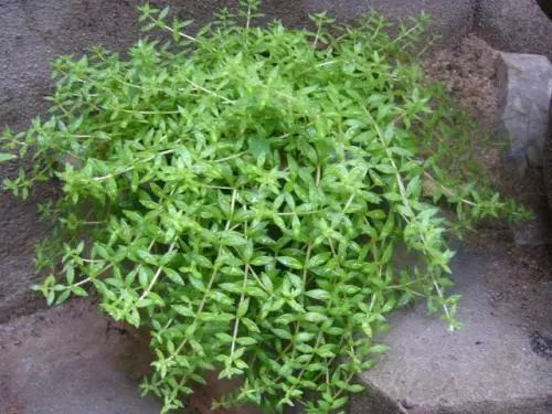 哪些植物好养一天只需要浇水,什么植物好养一个星期浇一次水