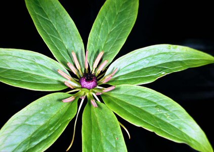 传说中的民间神草,传说中的神植物