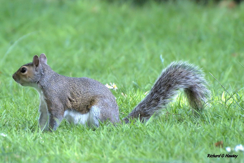 为什么家里养的松鼠总爱啃家具？应该怎么办？