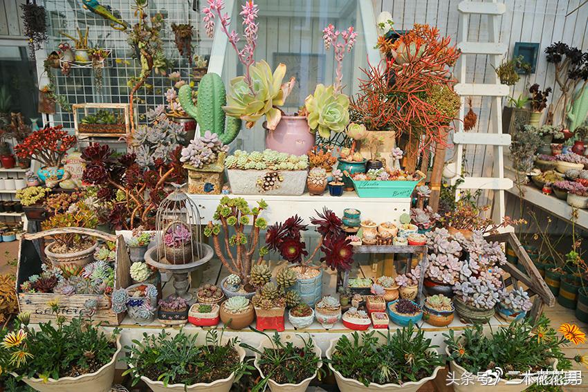 阳光房建设,怎样建造阳光房