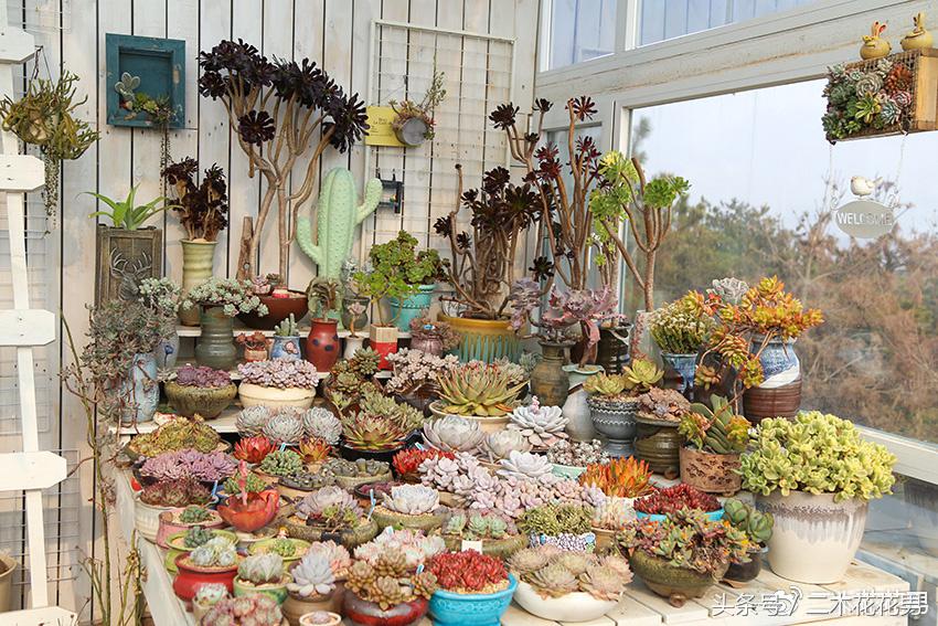 阳光房建设,怎样建造阳光房